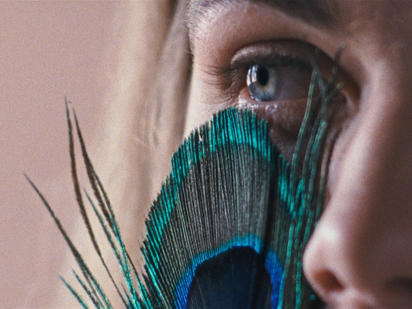 a metamorfose dos passaros catarina vasconcelos