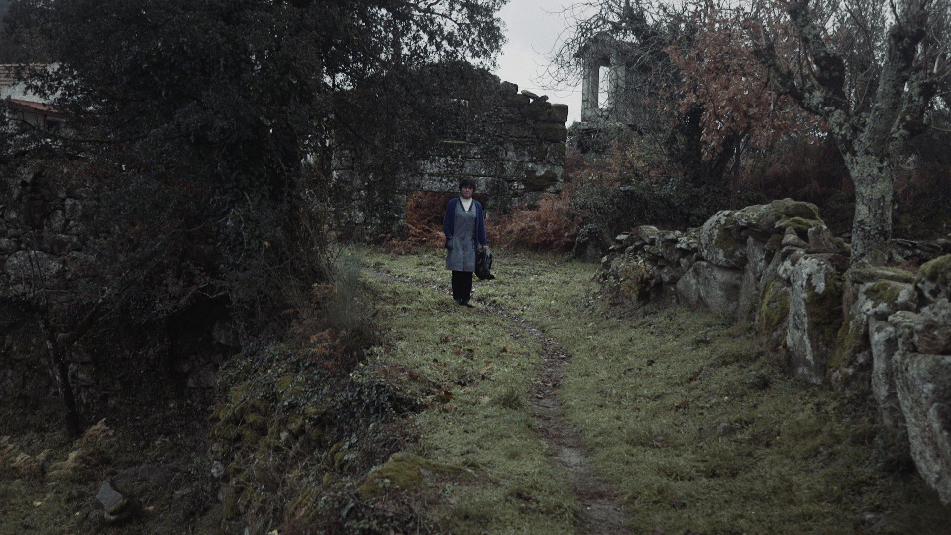 la fora as laranjas estao a nascer